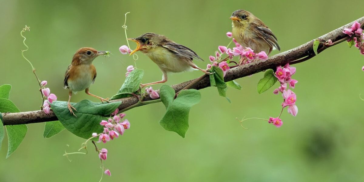 Memahami Perilaku Burung