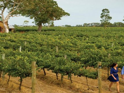 Mengapa Anggur Rockstar Mount Gambier Layak Untuk Dikunjungi